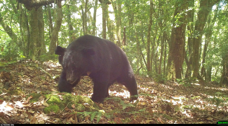 Neuf personnes mises en accusation pour abattage d’ours noirs