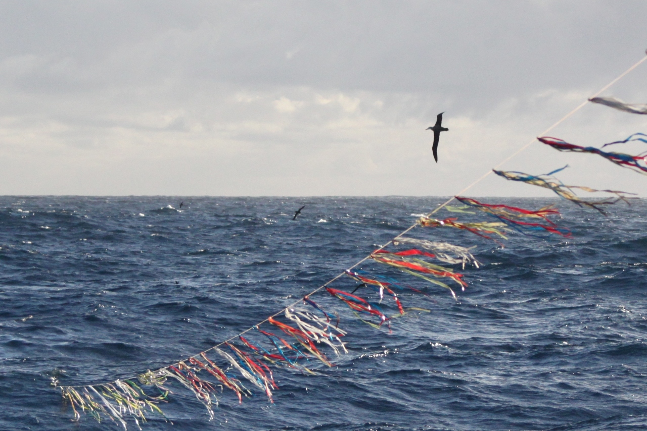 Taïwan poursuit sa coopération avec la RSPB pour réduire la prise accessoire d’oiseaux marins