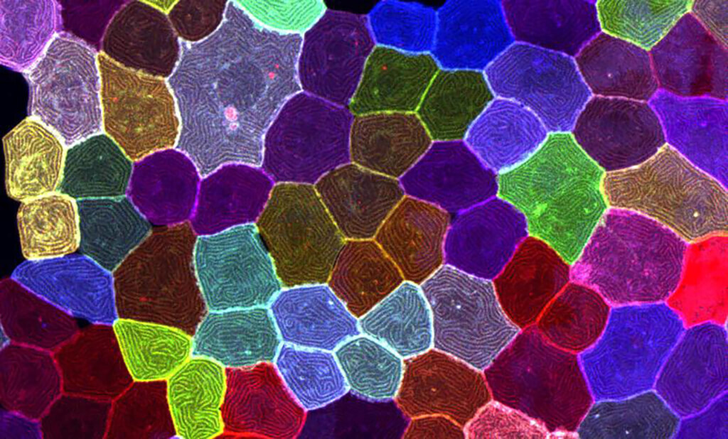 Des scientifiques taïwanais découvrent une nouvelle forme de division cellulaire