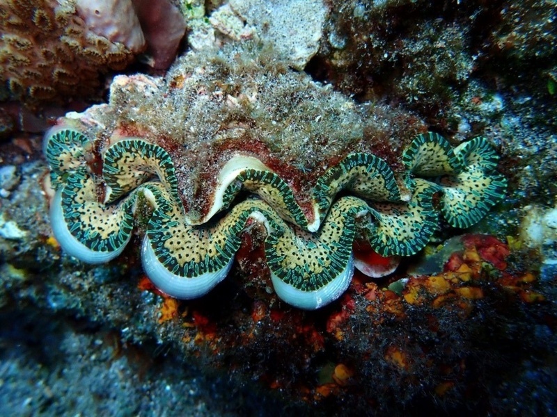 Qu'est-ce que les tridacnés?