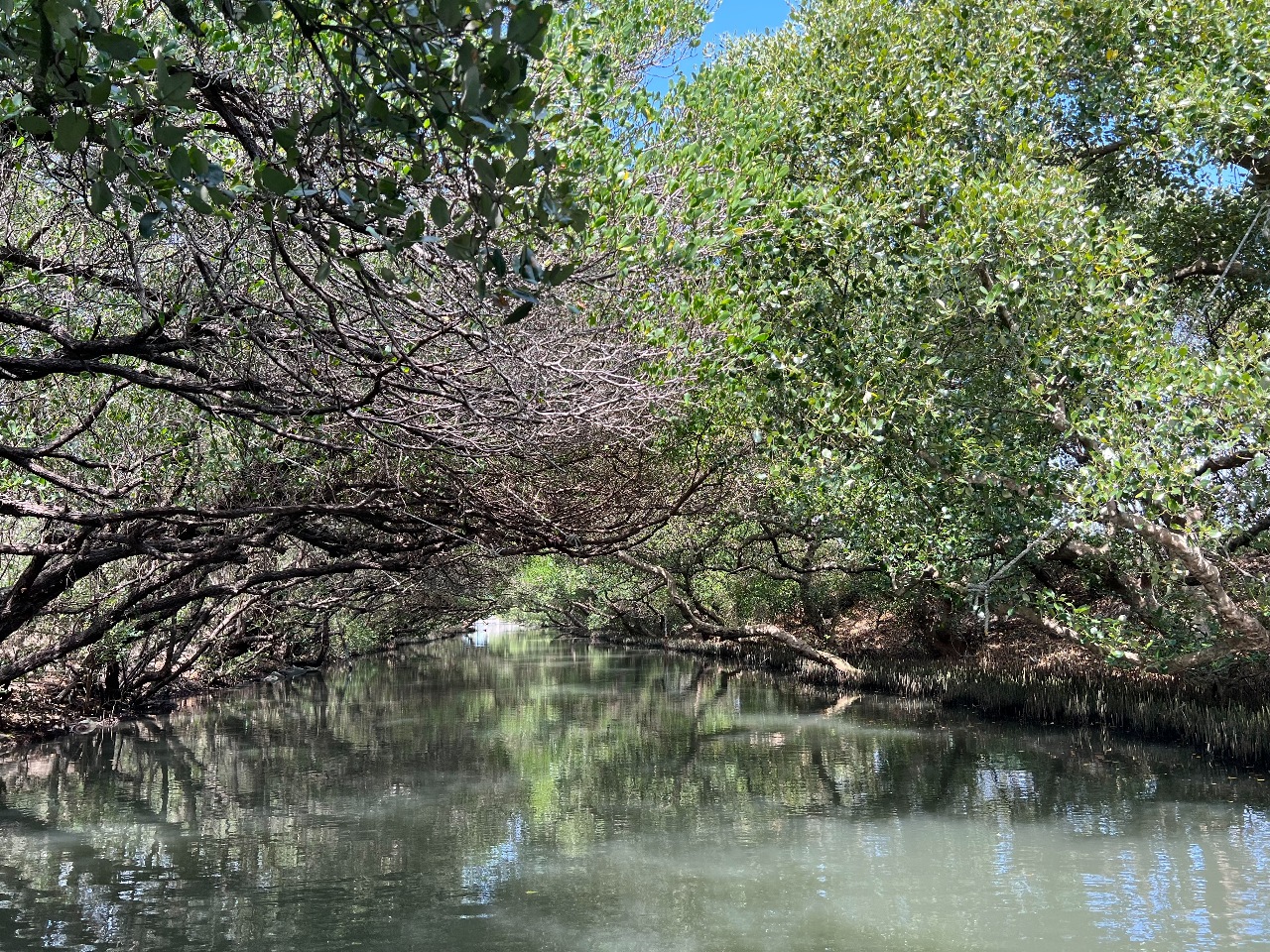 Parc Taijiang, dernière visite à Kinmen, boeuf (2)