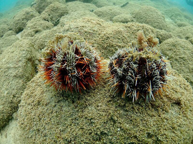 Les oursins bonnet de prêtre menacés aux Pescadores