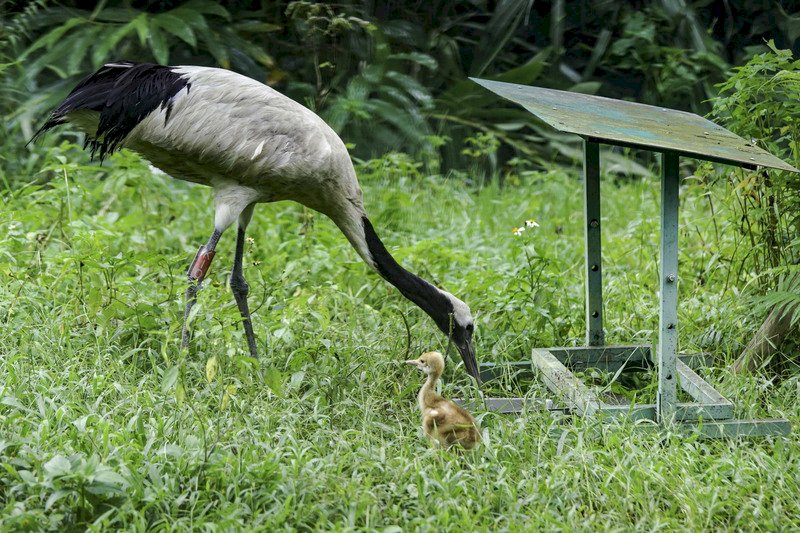 Naissance du premier bébé du couple de grues du Japon installées à Taïwan en 2011