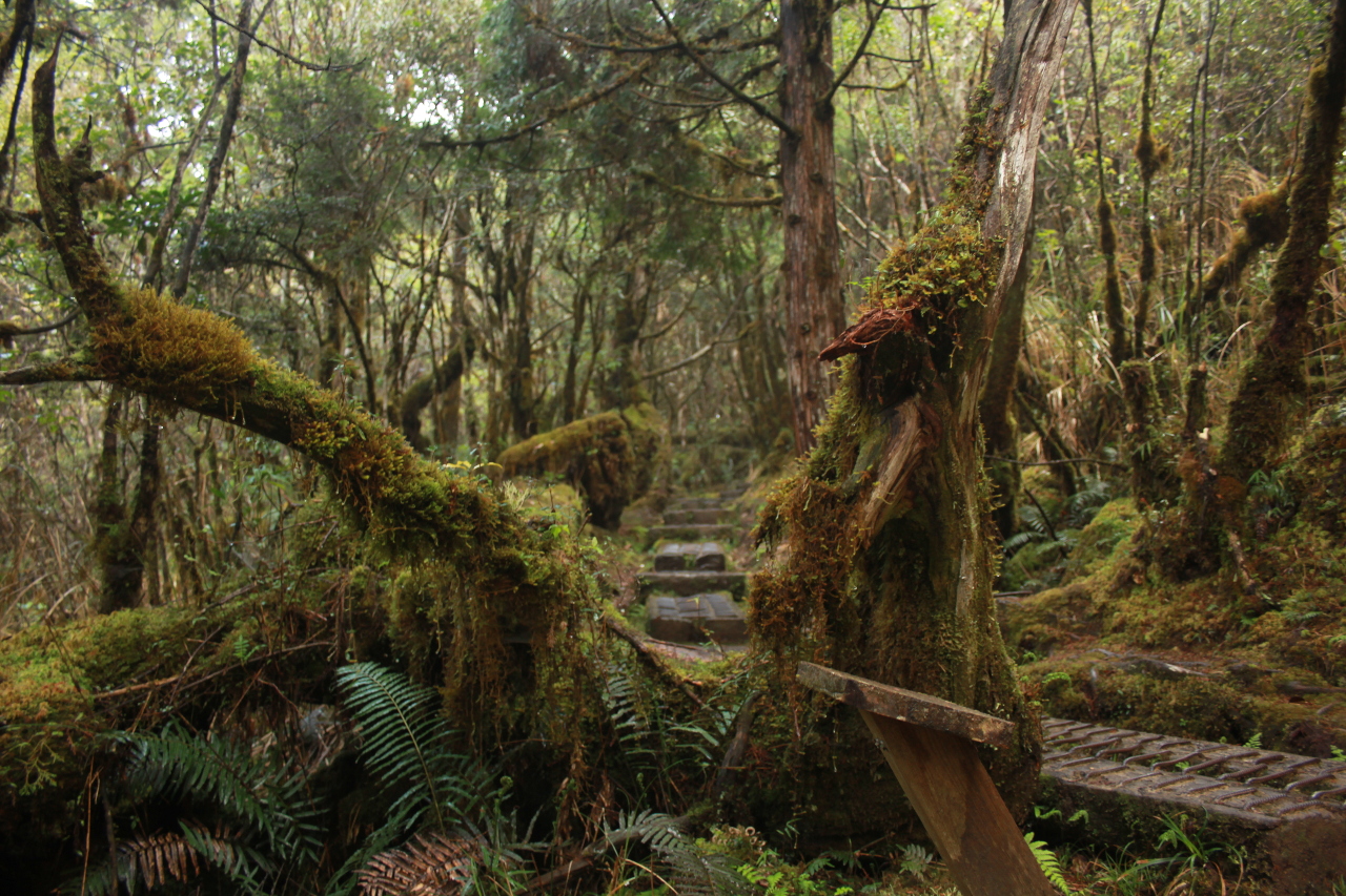 Sentier de Cuifeng Taipingshan forêt, sentier silencieux (photo Valentin Floquet)
