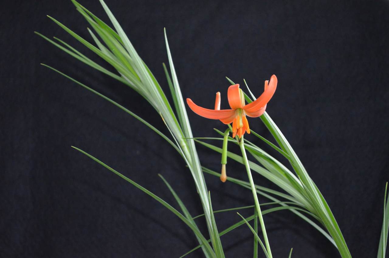 Redécouverte d'un lys disparu dans le milieu naturel
