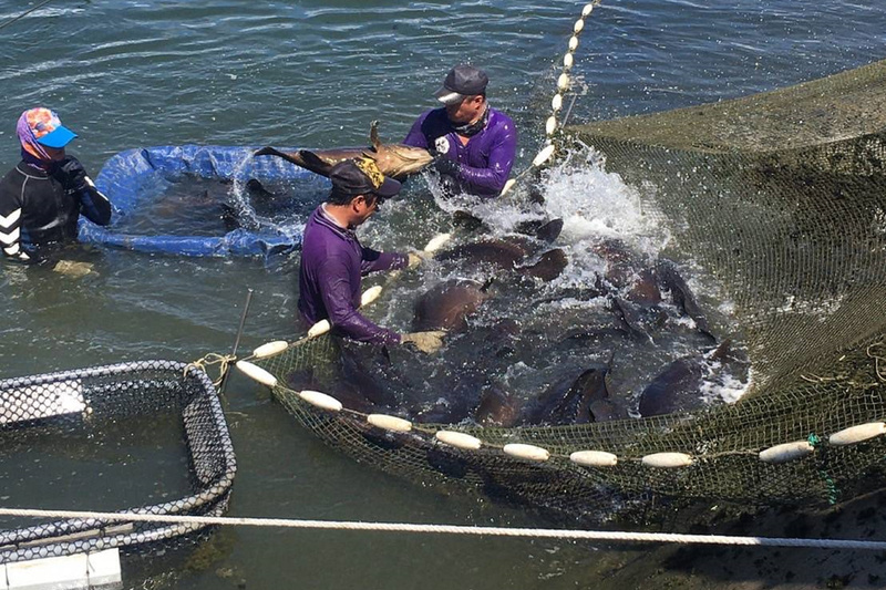 Les Garde-côtes démantèlent un petit réseau de trafic illégal de poisson interdétroit