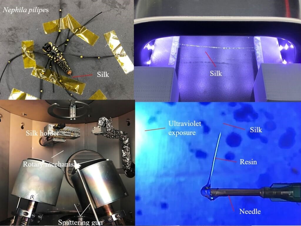 De la soie d’araignée pour faire une fibre optique capable de mesurer la glycémie