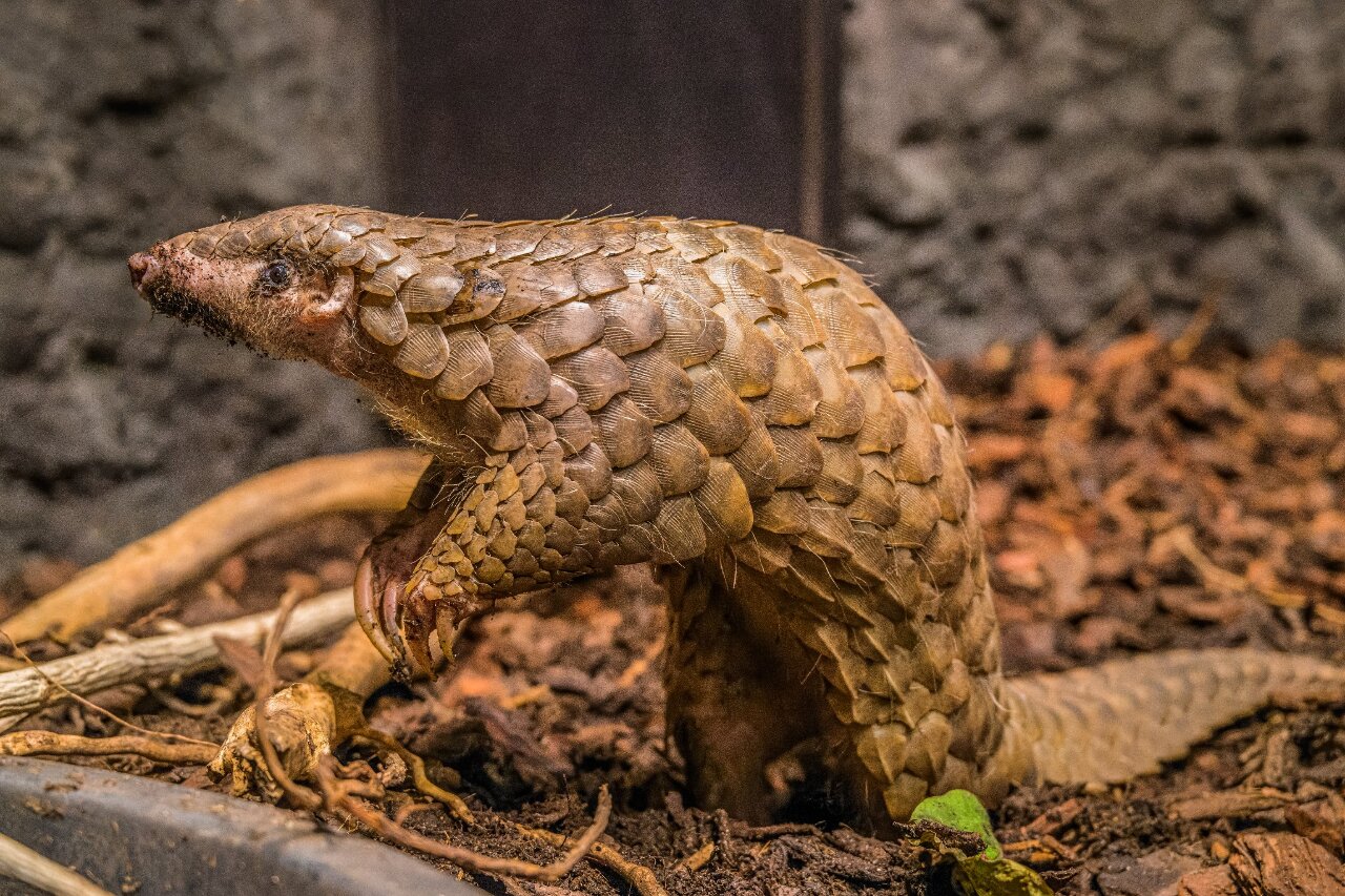 Prague aura le premier pangolin né en Europe