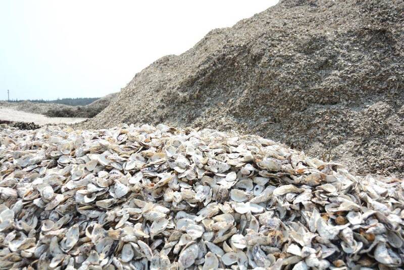 De déchet à trésor : une brique de coquilles d’huîtres certifiée C2C