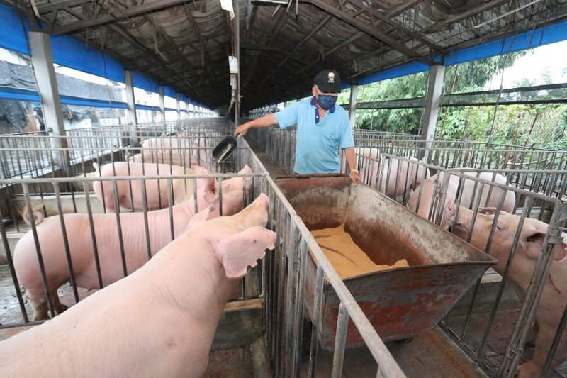 Les exportations de porc taïwanais vers Singapour reprennent après une pause de 15 ans