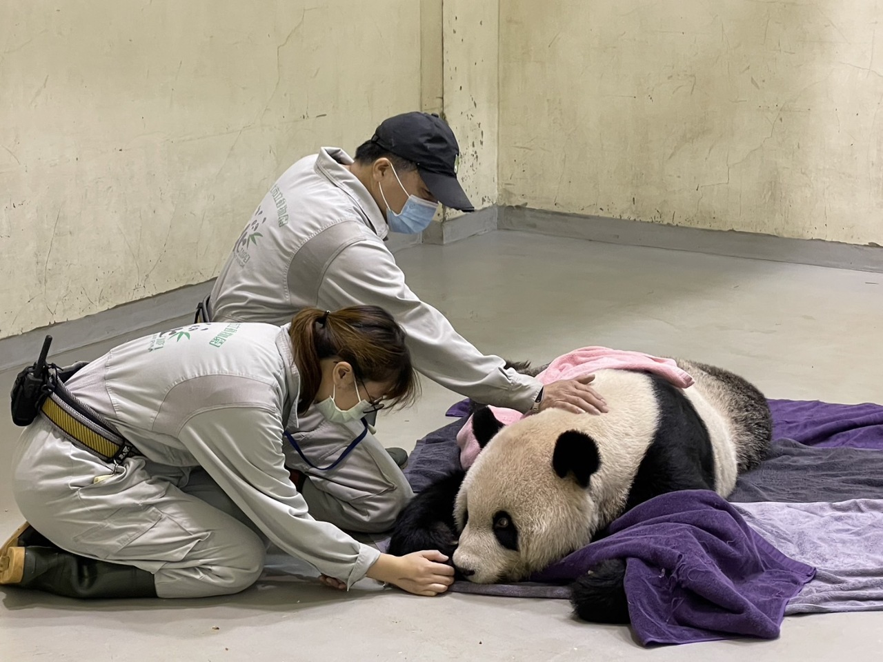 Le panda géant Tuantuan meurt à 18 ans