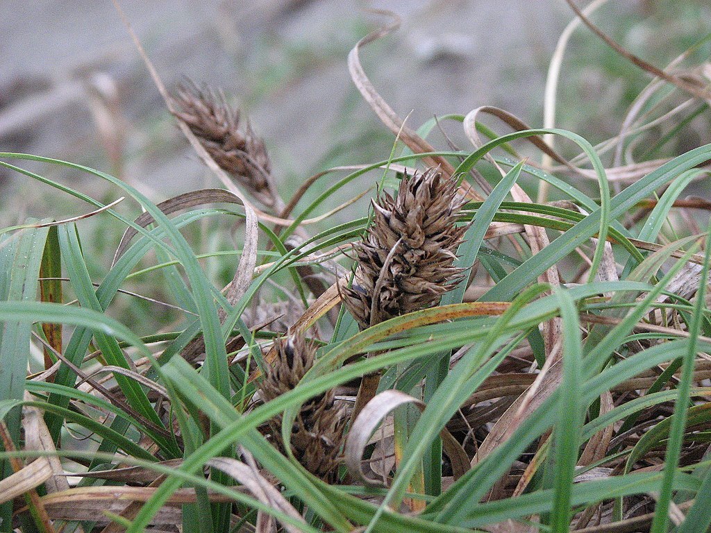 La petite herbe