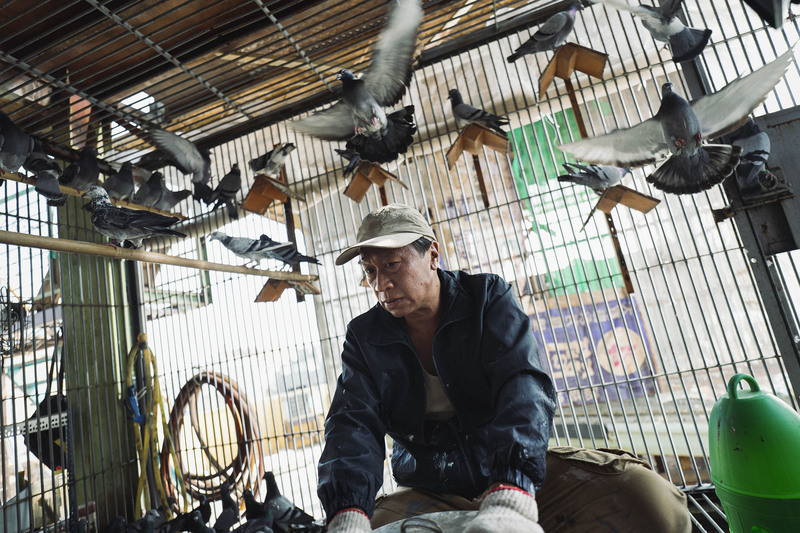 Image d'un film taïwanais sur les courses de pigeons (photo : CNA)