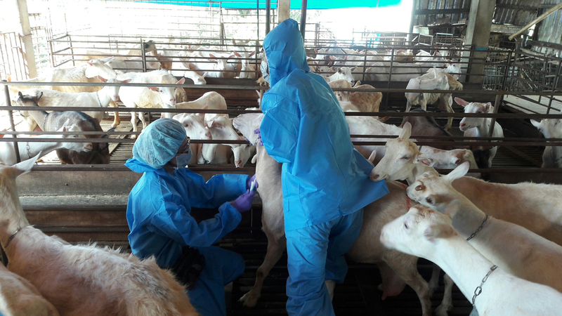 Variole caprine : l’OIE reconnaît Taïwan comme exempte de la maladie
