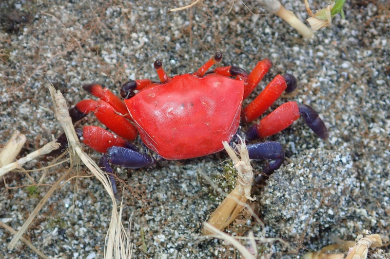 32 nouvelles espèces découvertes dans les fonds marins de l’île des orchidées