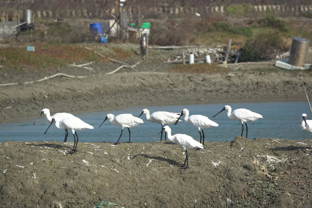 Les marais salants de Budai constituent le plus important relais des oiseaux migrateurs cet hiver