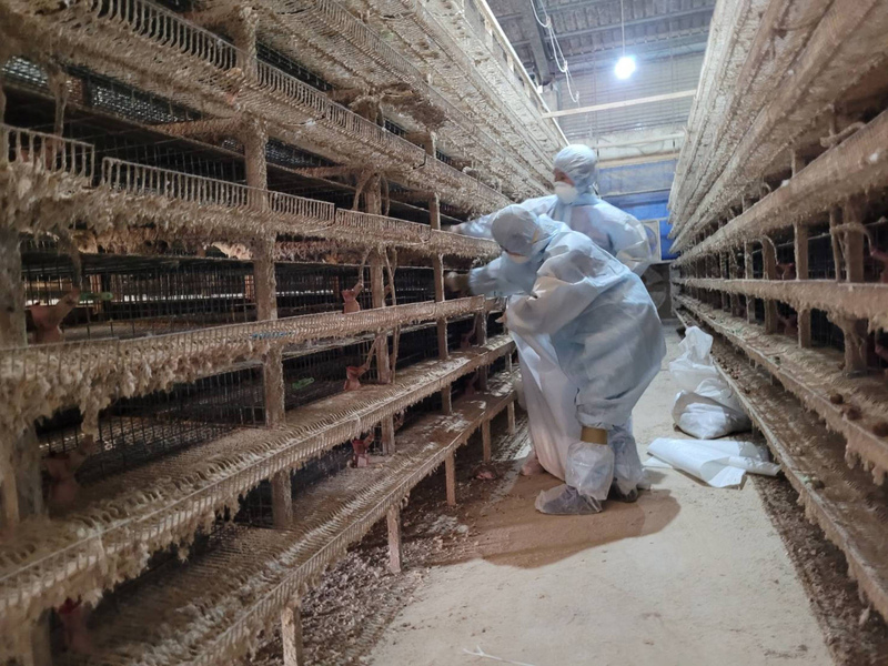 Abattage sanitaire d’un élevage de Chiayi contaminé par la grippe aviaire