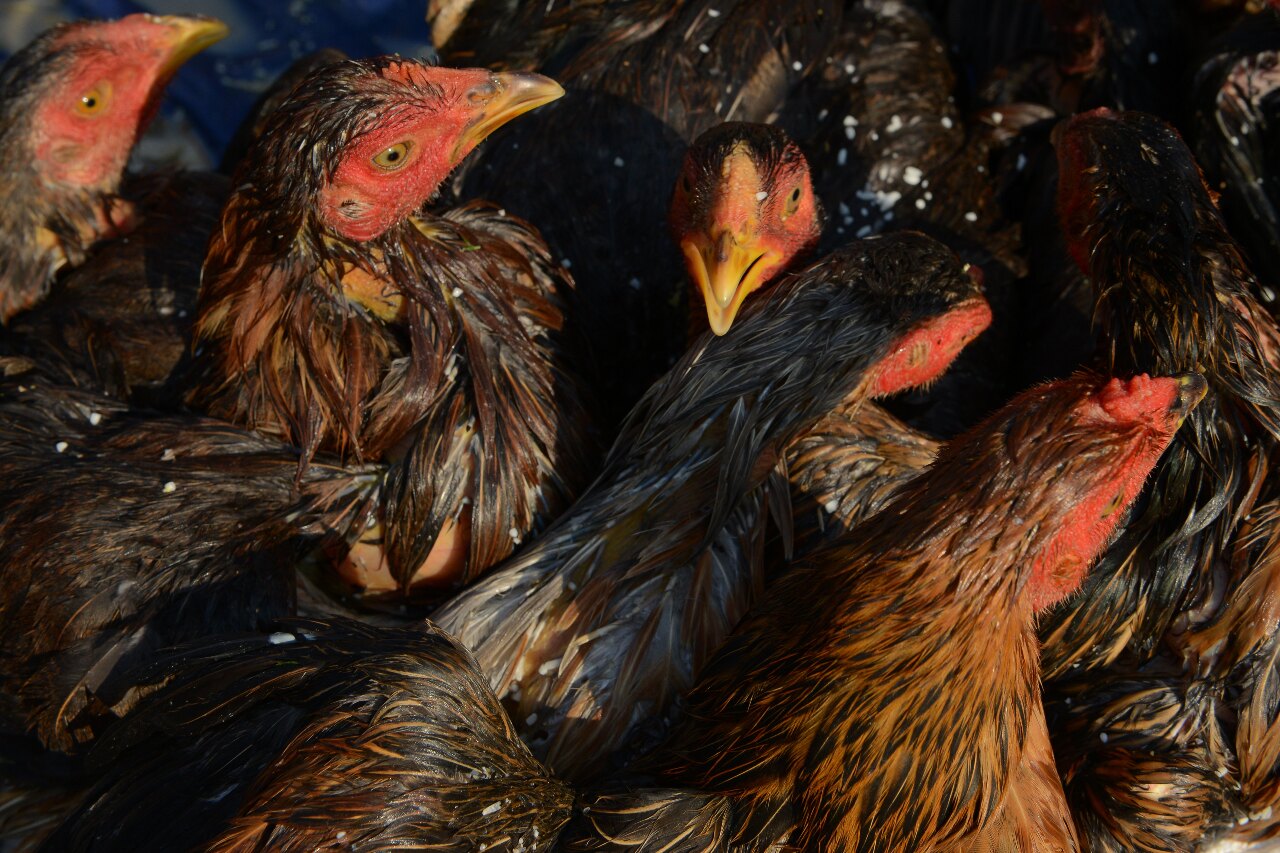 Premiers cas de grippe aviaire H5N1 détecté chez des oiseaux migrateurs arrivant à Tainan