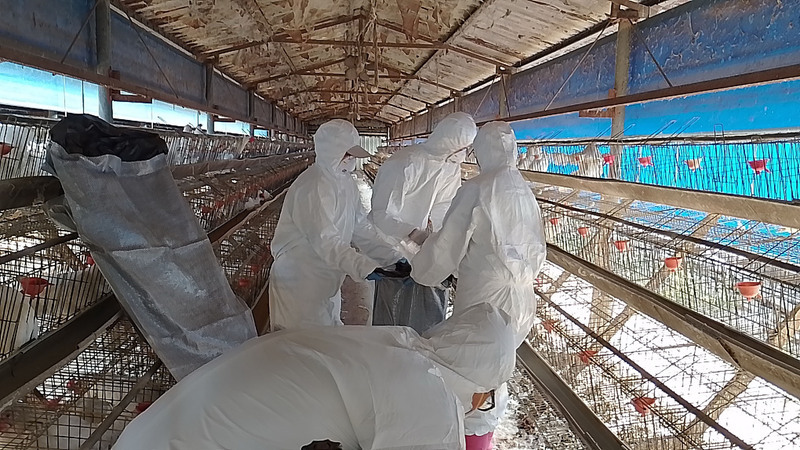 Grippe aviaire : abattage de 13000 poules à Pingtung et inspection sanitaire de 40 fermes