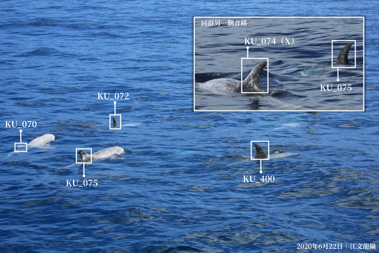 Décodage des comportements sociaux des dauphins de Risso dans l’Est de Taïwan