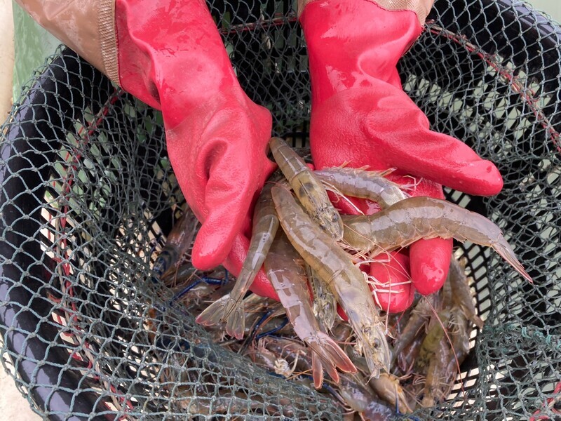 Bélize se dit optimiste au sujet de l’exportation de crevettes vers Taïwan