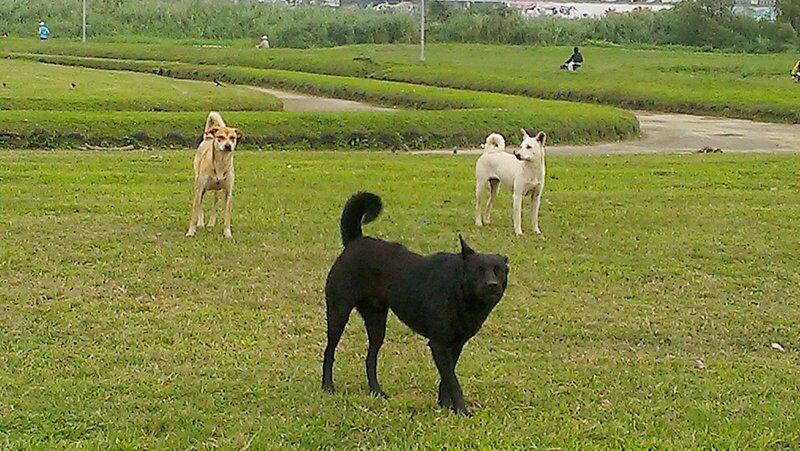 Les chiens errants de 50 villages déplacés pour protéger la faune locale