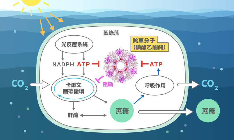 L'Academia Sinica dévoile la clé pour accélérer la fixation du carbone par les cyanobactéries