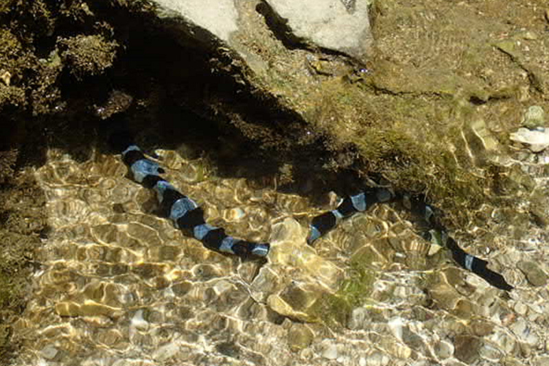 Mieux connaître les serpents pour ne pas en avoir peur