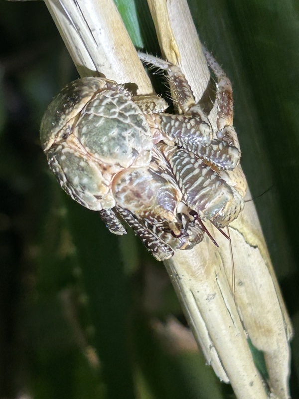 Première documentation de crabes de cocotier sauvages sur l'île Verte