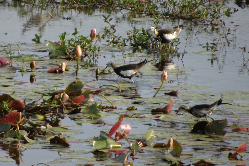 La réduction de la culture des châtaignes d'eau influence les jacanas à longue queue