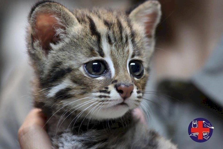 Un chat-léopard enregistré dans une région particulièrement méridionale