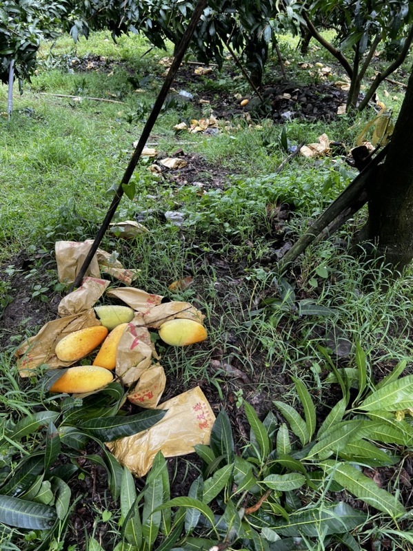 Un groupe ad hoc pour la reconstruction des zones agricoles touchées par les typhons