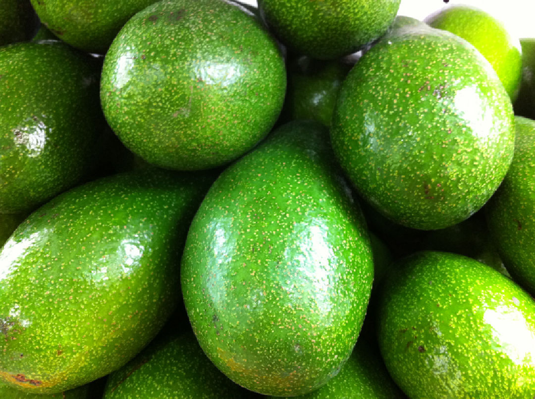 Des avocats boudés