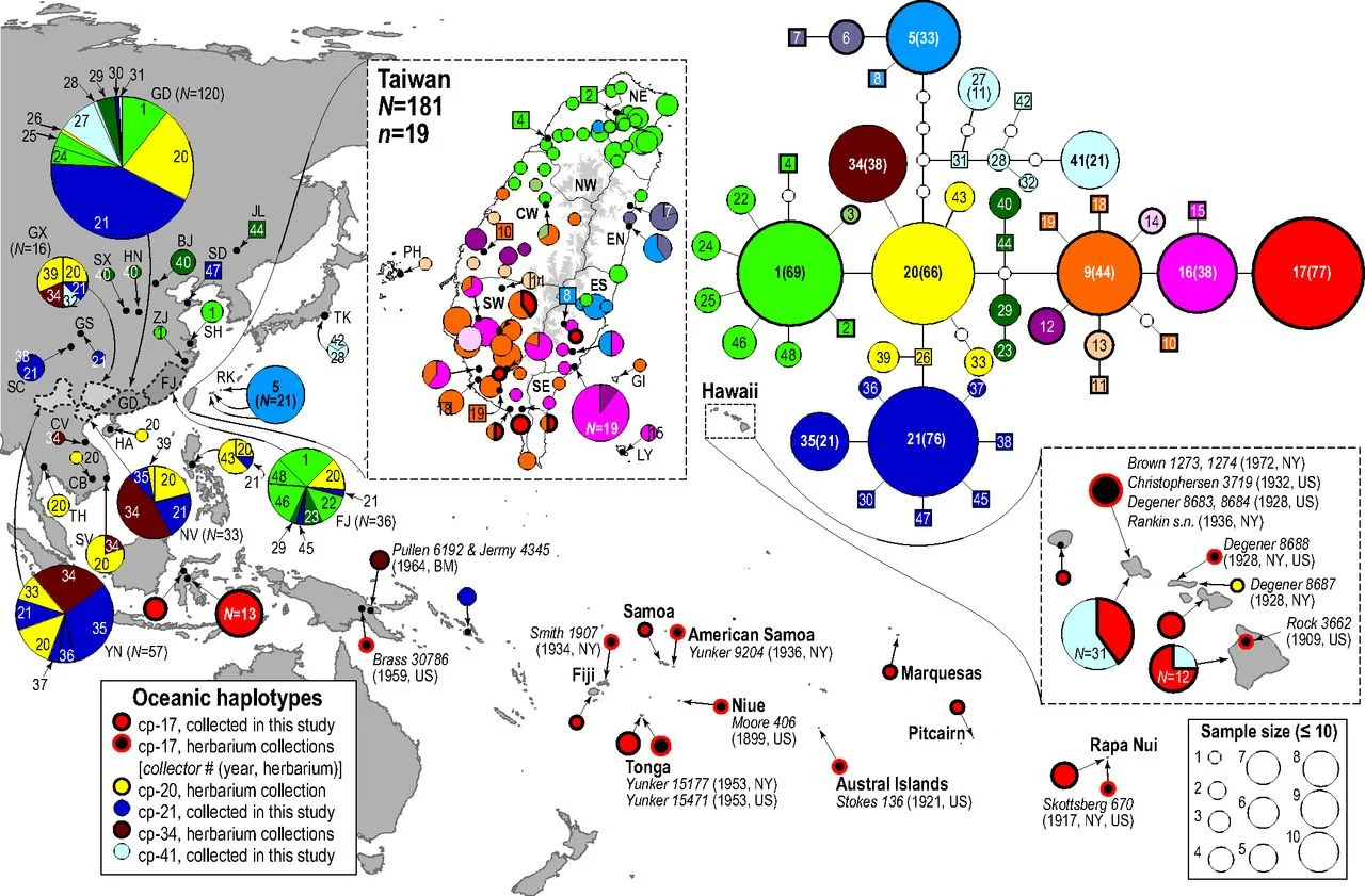 L’étude du tissu d'écorce et les migrations des Austronésiens