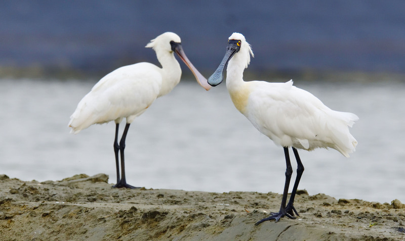 Les petites spatules, oiseaux migrateurs menacés d'extinction, dépassent les 1500 à Tainan