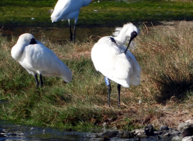 Retour des oiseaux migrateurs à Taïwan pour l'hiver