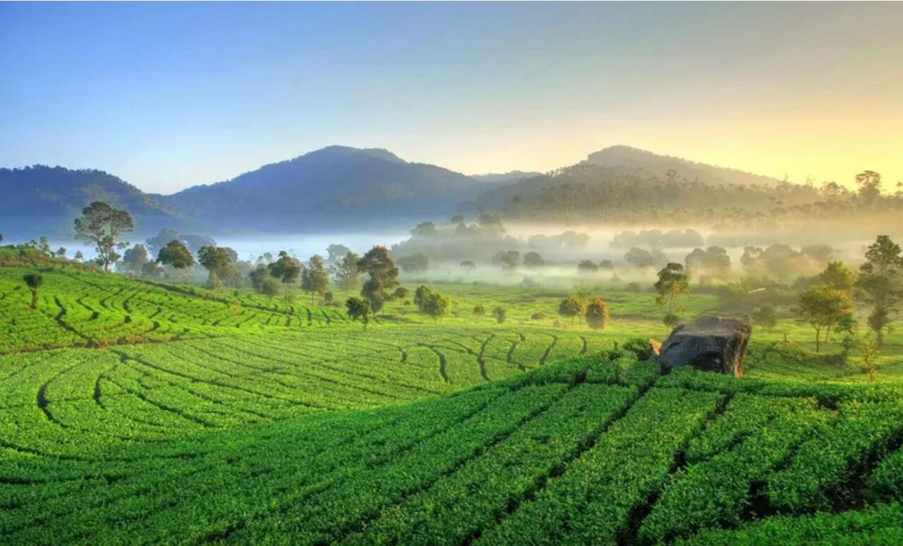 Première plantation de thé dans les Indes orientales néerlandaises (aimable crédit George van Driem)