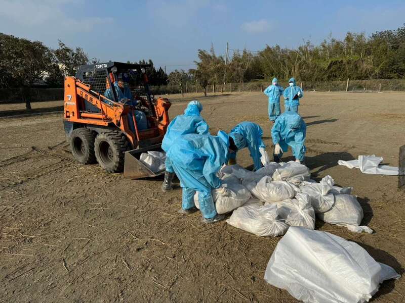 Grippe aviaire : abattage sanitaire d’un élevage d’oies à Yunlin