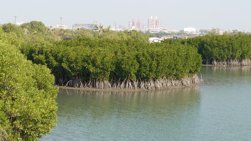 Le “carbone bleu” à partir des mangroves, problème de l’équilibre écologique peut se poser