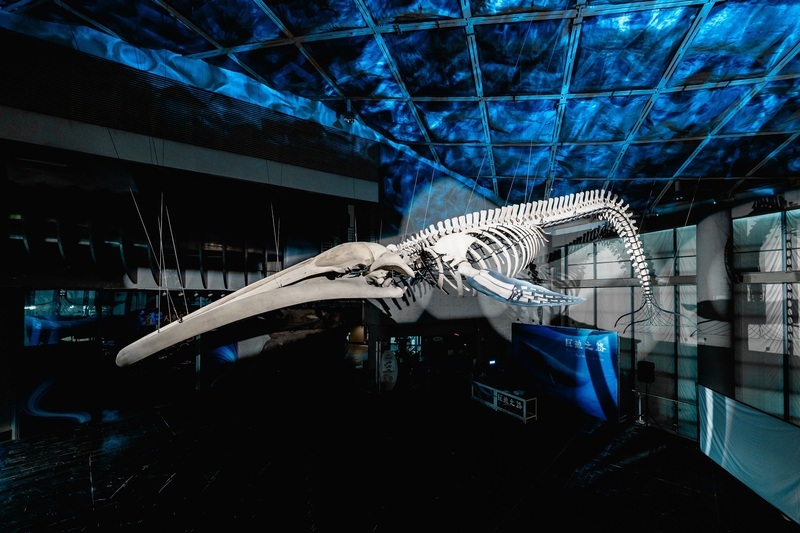 « Renaissance, le voyage de la baleine bleue »