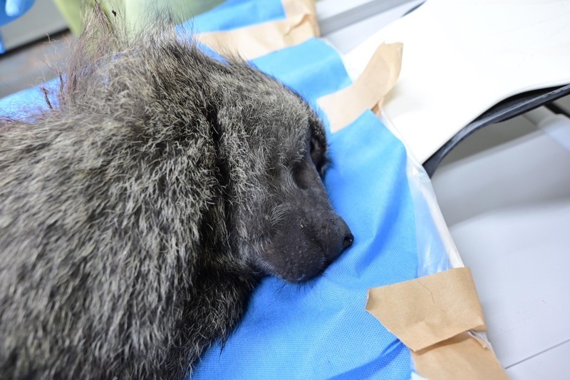 Le gouvernement veut responsabiliser les zoos en leur faisant supporter les coûts de capture des animaux échappés