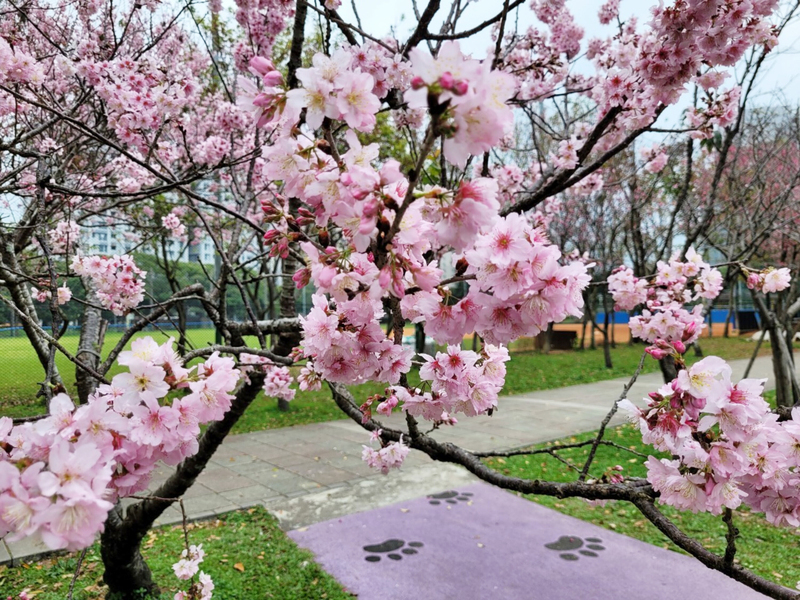 Entre bourgeons et floraison