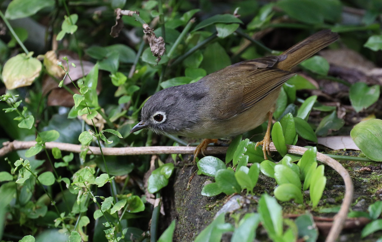 Réalisation des indices d'oiseaux à Taïwan