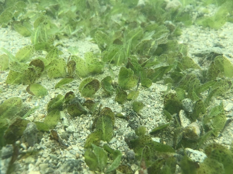 Prêtez l'oreille aux sons aquatiques en milieu marin