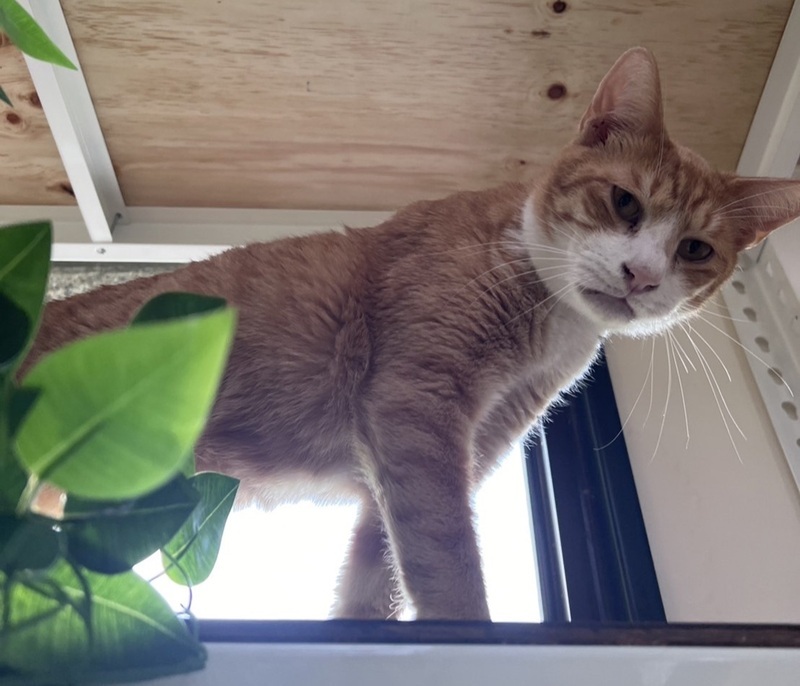 ONG : tous les animaux de compagnie doivent être traités à égalité
