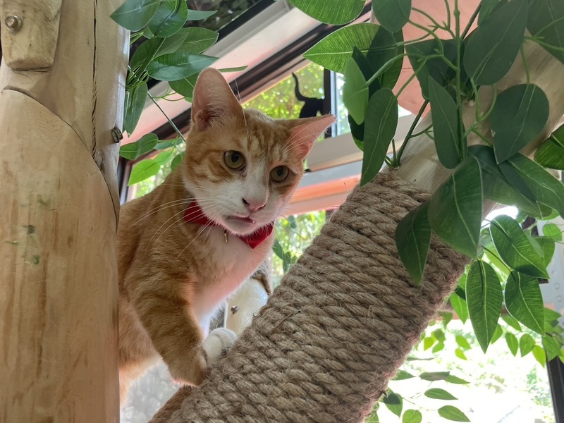 Un chat roux à la tête d'un bureau public, revue de presse