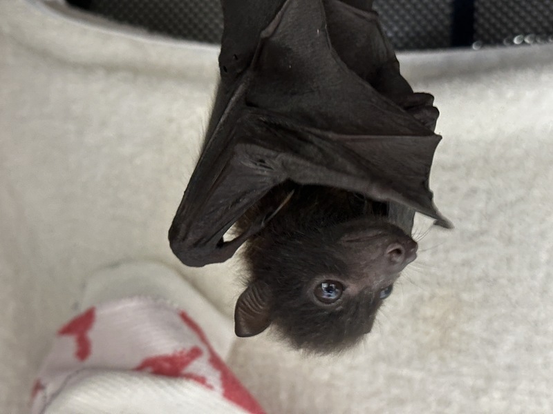 La protection de la chauve-souris formosane à Hualien