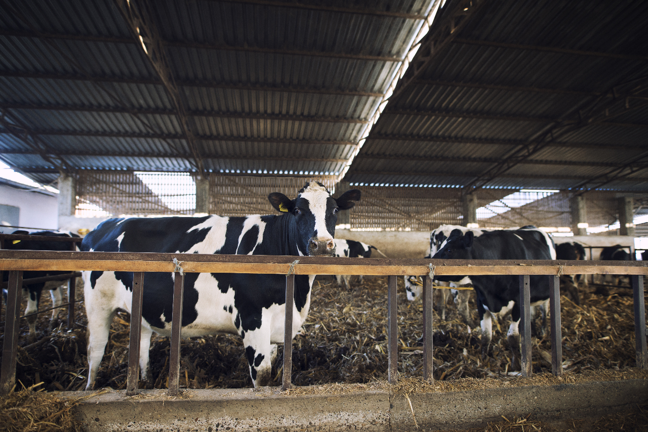 Grippe aviaire : appel à ne pas boire de lait cru non pasteurisé