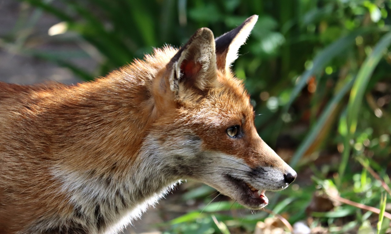 Le Renard et le roi grenadier