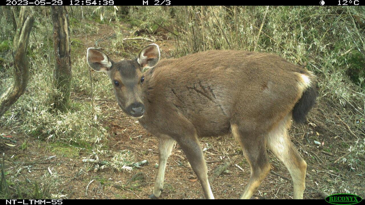 Des données photographiques qui dévoilent la faune dans des forêts